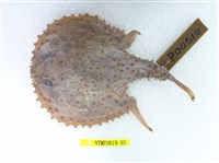 藏品(費氏棘茄魚)的圖片